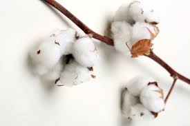 Manufacturers Exporters and Wholesale Suppliers of Raw Cotton Burhanpur Madhya Pradesh